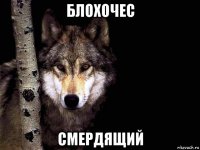 блохочес смердящий