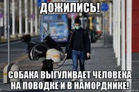 дожились! собака выгуливает человека на поводке и в наморднике!