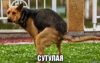  сутулая