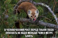  в человеческий рост перед тобой глаза опускать не надо меньше чем в метре блять