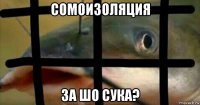 сомоизоляция за шо сука?