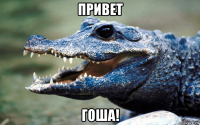 привет гоша!