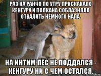раз на ранчо по утру прискакало кенгуру и полкана соблазняло отвалить немного нала. на интим пёс не поддался - кенгуру ни с чем остался.