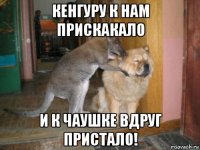 кенгуру к нам прискакало и к чаушке вдруг пристало!