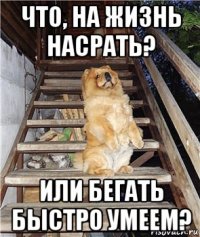 что, на жизнь насрать? или бегать быстро умеем?