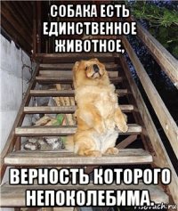 собака есть единственное животное, верность которого непоколебима.