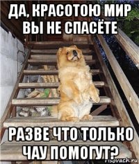 да, красотою мир вы не спасёте разве что только чау помогут?