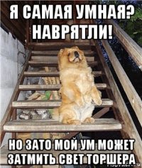 я самая умная? наврятли! но зато мой ум может затмить свет торшера