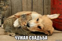  чужая свадьба