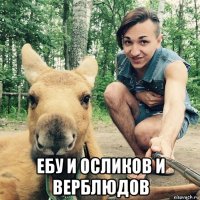  ебу и осликов и верблюдов