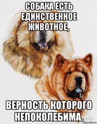 собака есть единственное животное, верность которого непоколебима.