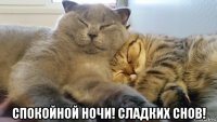  спокойной ночи! сладких снов!