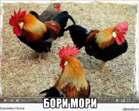  бори мори