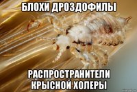 блохи дроздофилы распространители крысной холеры