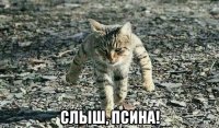  слыш, псина!