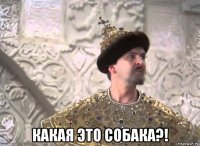  какая это собака?!