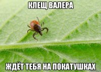 клещ валера ждёт тебя на покатушках