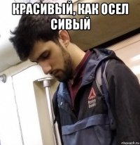 красивый, как осел сивый 