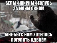 белый жирный голубь за моим окном мне бы с ним хотелось погулять вдвоём