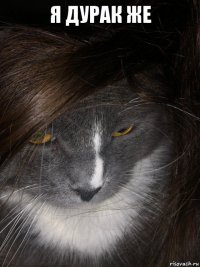я дурак же 
