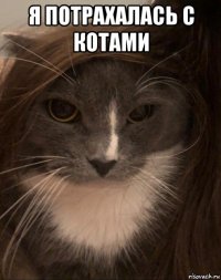 я потрахалась с котами 