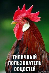  типичный пользователь соцсетей