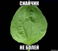 сиайчик не болей