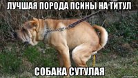 лучшая порода псины на титул собака сутулая