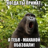 когда ты примат, а тебя - макакой обозвали!