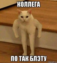 коллега по так блэту