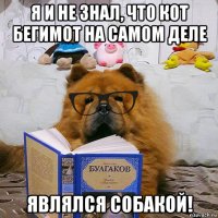 я и не знал, что кот бегимот на самом деле являлся собакой!