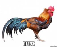  петух