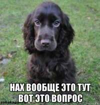 нах вообще это тут вот это вопрос