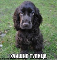  хуишно тупица