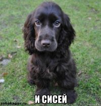  и сисей