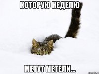 которую неделю метут метели...