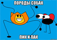 породы собак пик и пак