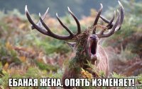  ебаная жена, опять изменяет!