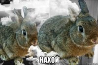  нахой