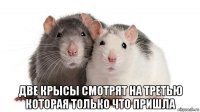  две крысы смотрят на третью которая только что пришла
