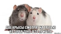  две крысы смотрят на третью которая токо што пришла