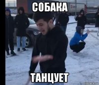 собака танцует