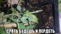  срать будешь и пердеть