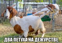  два петуха на дежурстве