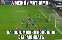 а между матчами - на поле можно коноплю выращивать