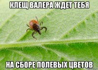 клещ валера ждет тебя на сборе полевых цветов