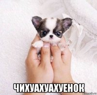  чихуахуахуенок