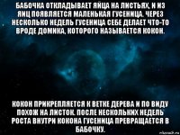 бабочка откладывает яйца на листьях, и из яиц появляется маленькая гусеница. через несколько недель гусеница себе делает что-то вроде домика, которого называется кокон. кокон прикрепляется к ветке дерева и по виду похож на листок. после нескольких недель роста внутри кокона гусеница превращается в бабочку.