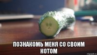  познакомь меня со своим котом