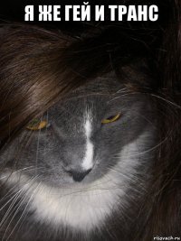 я же гей и транс 